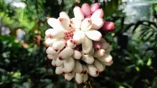 Anchomanes difformis - beautiful big fruit will sting you with oxalate needles