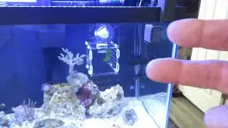 How to Treat Marine Velvet Part 1