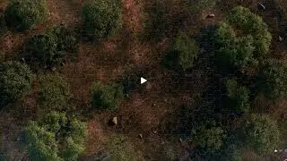 Animated battle map - forest night