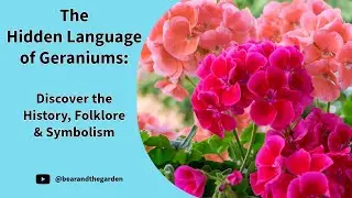 The Hidden Language of Geraniums: History, Folklore & Symbolism