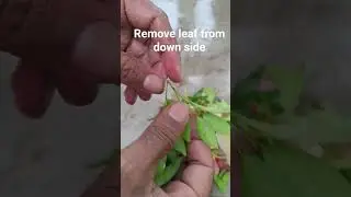 Syzygium Plant Cutting to Growing PART-1 #ytshorts #shorts #shortvideo #plants #garden #experiment