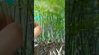 Bamboo tree #gardenscapes #garden #nature #plant #bonsai