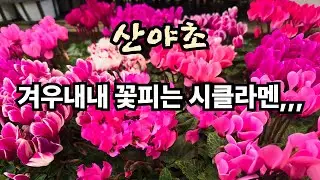 Cyclamen, wild flowers that bloom all winter long 010-8252-5947