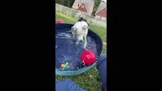 Large Dog Pool Bed   Durable Plastic Elevated Pet Bath & Cooling Pad for Summer, Outdoor Backyard