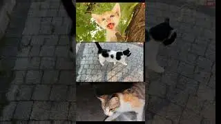 meows to attract cats 😺#sabapathi
