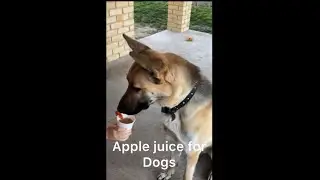Apple juice for dogs#gsd#germanshepherd#fyp#foryoupage#everyonepage#juice#dogcooking#dogfood#funny