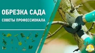Обрезка сада. Советы профессионала. 6 соток 16.03.2020