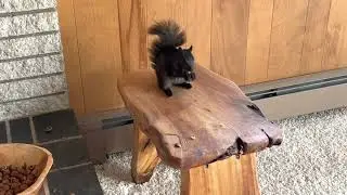 Work Squirrel Balance