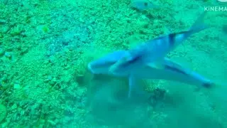 Discover the Secrets of the Dash and Dot Goatfish &ndash; A Fascinating Reef Creature!