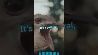 MALE OSTRICHES can ROAR like LIONS #ostrich #ostriches #animalcuriosities #animalfacts #didyouknow