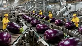 Inside a modern eggplant processing plant | a multi-million dollar industry that drives the world