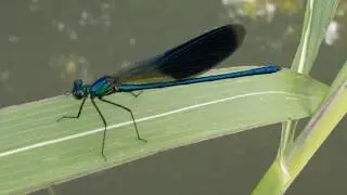 Damigelle blu e libellule