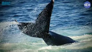 Virtual Visit: New England Aquarium Whale Watch!