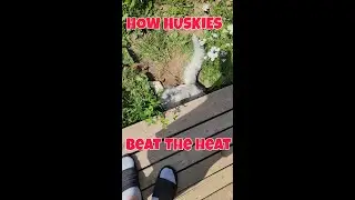 HOW my HUSKIES beat the HEAT🥵#shorts #dog #husky #heat