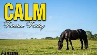 Daytime Calm 🖤 Friesian Horses Grazing Peacefully in the Sun  Le Friesians