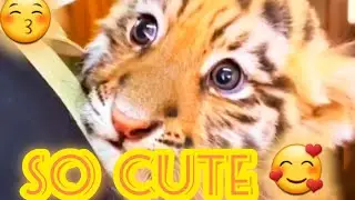 Fluffy Companions - Wild & Cuddly Fun