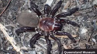 Rare giant spider species spotted in Queensland