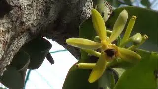 Vanilla pompona pollination by orchid bees in Amazon forest