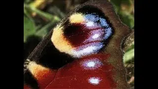 Le Paon du jour (Aglais io L.)
