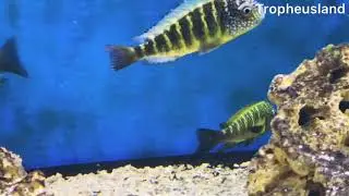 WC Tropheus Moorii &lsquo;Green&rsquo; Murago Moba II - update