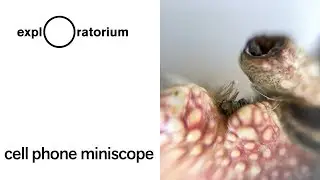 Cell Phone Miniscope - Science Snack Activity