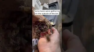Спасение пчел со дна мусорного бака