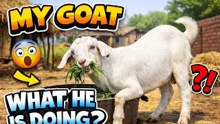 Goat Eating Time – Watch Live