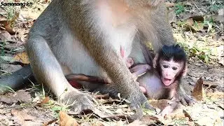 How cute baby monkey - Samnnang kh - Real life of baby monkey