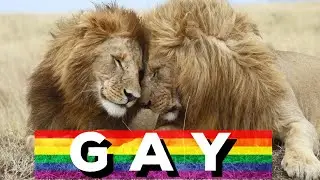 Gay Animals?