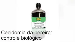 Cecidomia da pereira: reconhecimento e controlo biol&oacute;gico