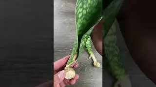 Whale Fin Sansevieria Propagation