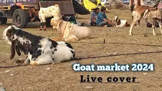 Bhopal Bakra Mandi 2024