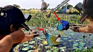 Slingshot Swamp Birds Hunting at Long Range | Primitive Way to Hunt Birds