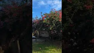 Rooting Bougainvillea cuttings #garden #bonsai #brazil #brasil #mataatl&acirc;ntica  #bonsaitree