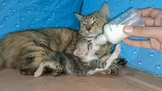 Bottle-Feeding a Tiny Kitten