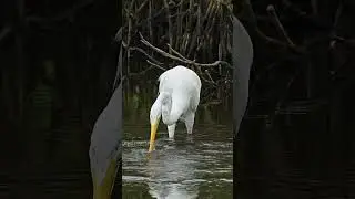 Great White Egret catches then loses a fish then strikes the water to re-catch it in slow motion 4k.