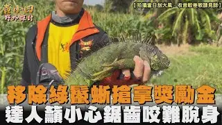 移除綠鬣蜥搶拿獎勵金　達人籲小心鋸齒咬難脫身