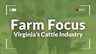 Farm Focus: Cattle