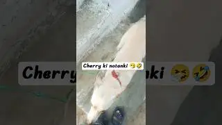cherry ki notanki 🤣🤧 #comedy #funny #relatable #memes #entertainment #dogs #dog #doglife