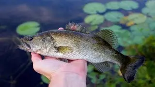 Florida 