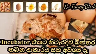How to incubator an eggs | Incubator hatching eggs | Rv Fancy Bird