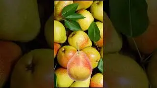 Fexing pyrus communis #satisfying #viral #fyp
