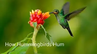 How Hummingbirds Hum - a research by Stanford University, TU/e and Sorama