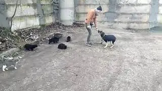 Кликер тренинг.