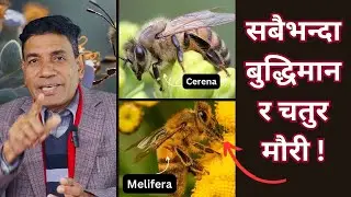 सबैभन्दा बुद्धिमान र चतुर मौरी | Most intelligent and clever bee