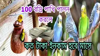 100 বদ্রি পাখি পালন করলে কত টাকা ইনকাম হবে মাসে ll 100 Badri bird rearing ll bazrigar bird frame
