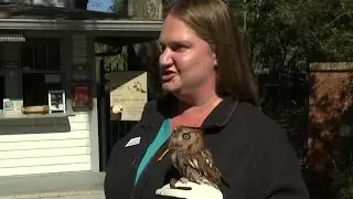 Florida Owl finalist in &lsquo;Superb Owl&rsquo; contest