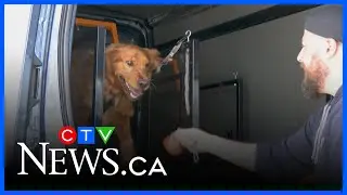 Waggin&rsquo; Wheels brings the gym to your dog