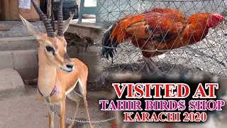Tahir Exotic Birds and Animals Shop Updates Video August 2020 In Urdu.Hindi