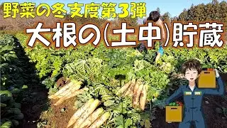 【大根の貯蔵】今年は結構埋めてみようと思っています。